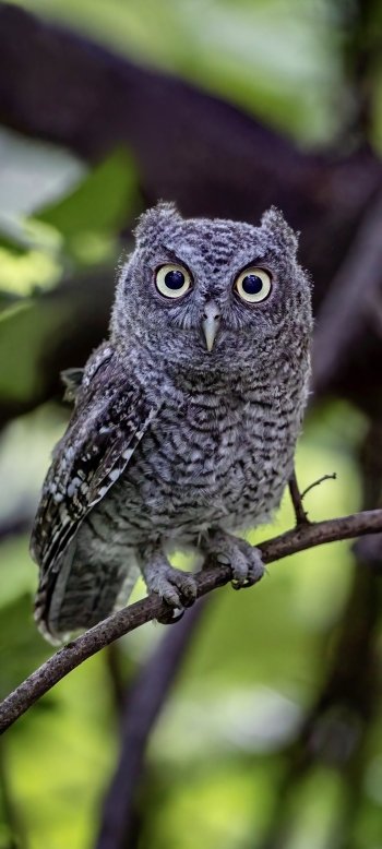 Animal owl Phone Wallpaper