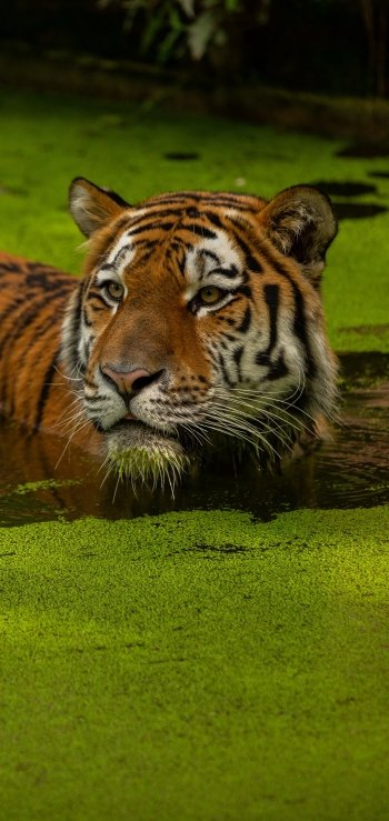 Animal tiger Phone Wallpaper