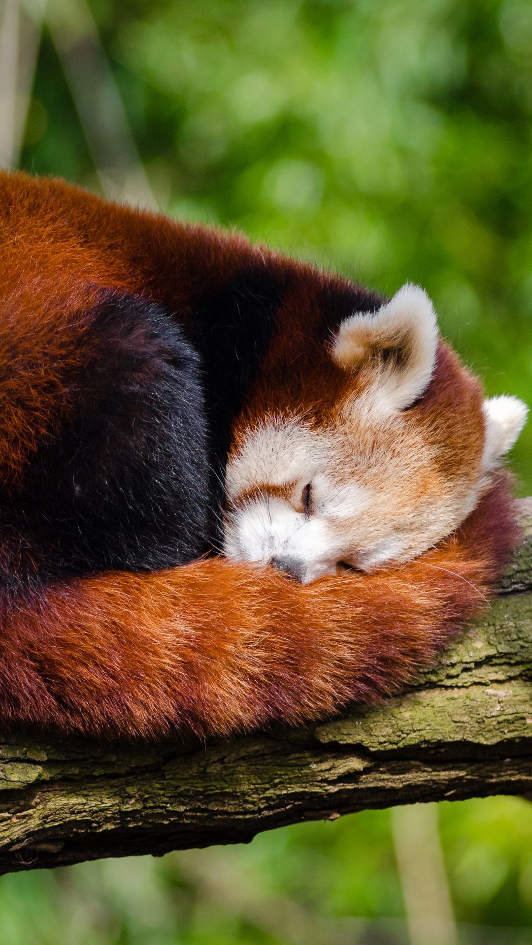 Download Animal Red Panda Phone Wallpaper