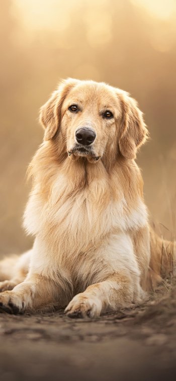 Animal golden retriever Phone Wallpaper