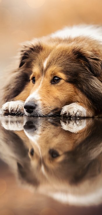 Animal shetland sheepdog Phone Wallpaper