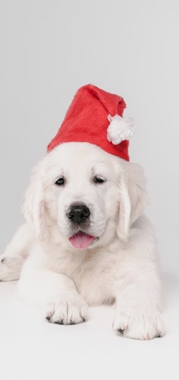 Animal golden retriever Phone Wallpaper