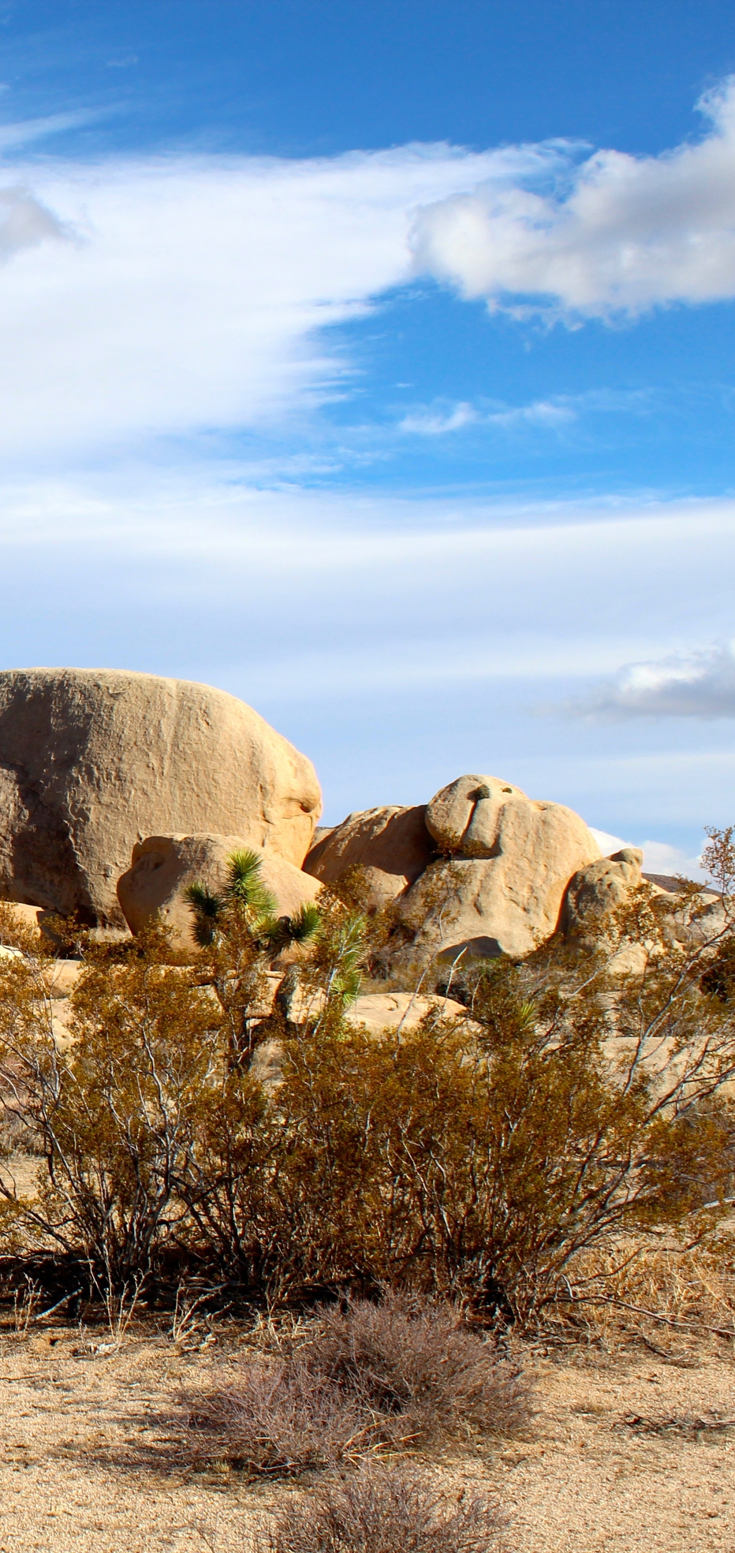 Joshua Tree National Park Phone Wallpaper