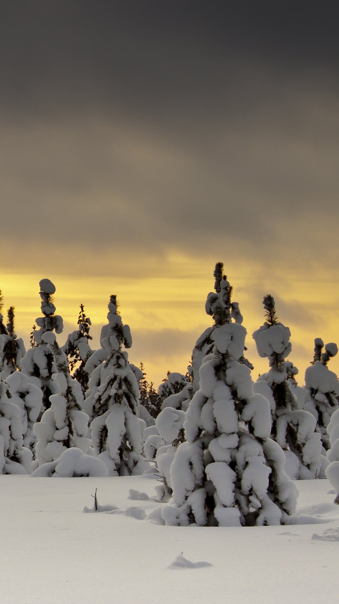 Download Nature Winter Phone Wallpaper