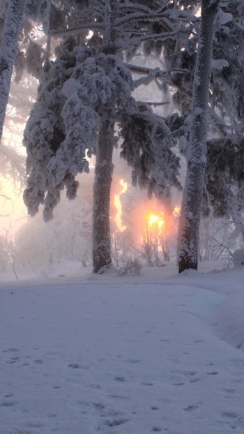  Snowy Winter Forest