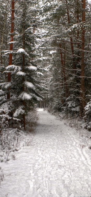  Path in Winter Forest by Bernhard Siegl
