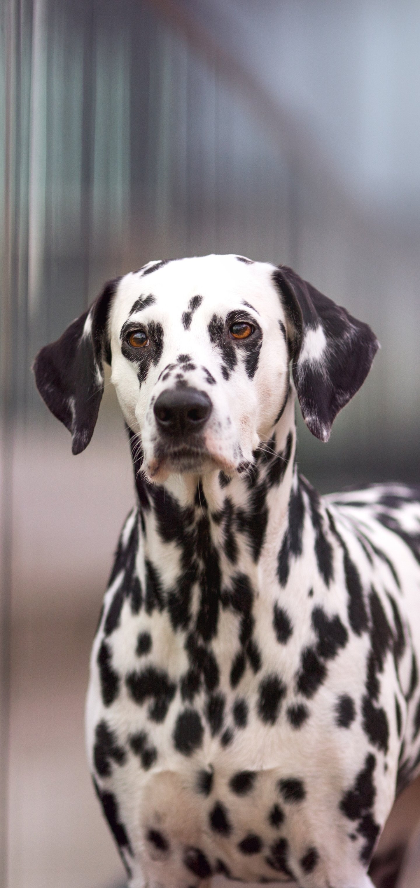 Download Animal Dalmatian Phone Wallpaper