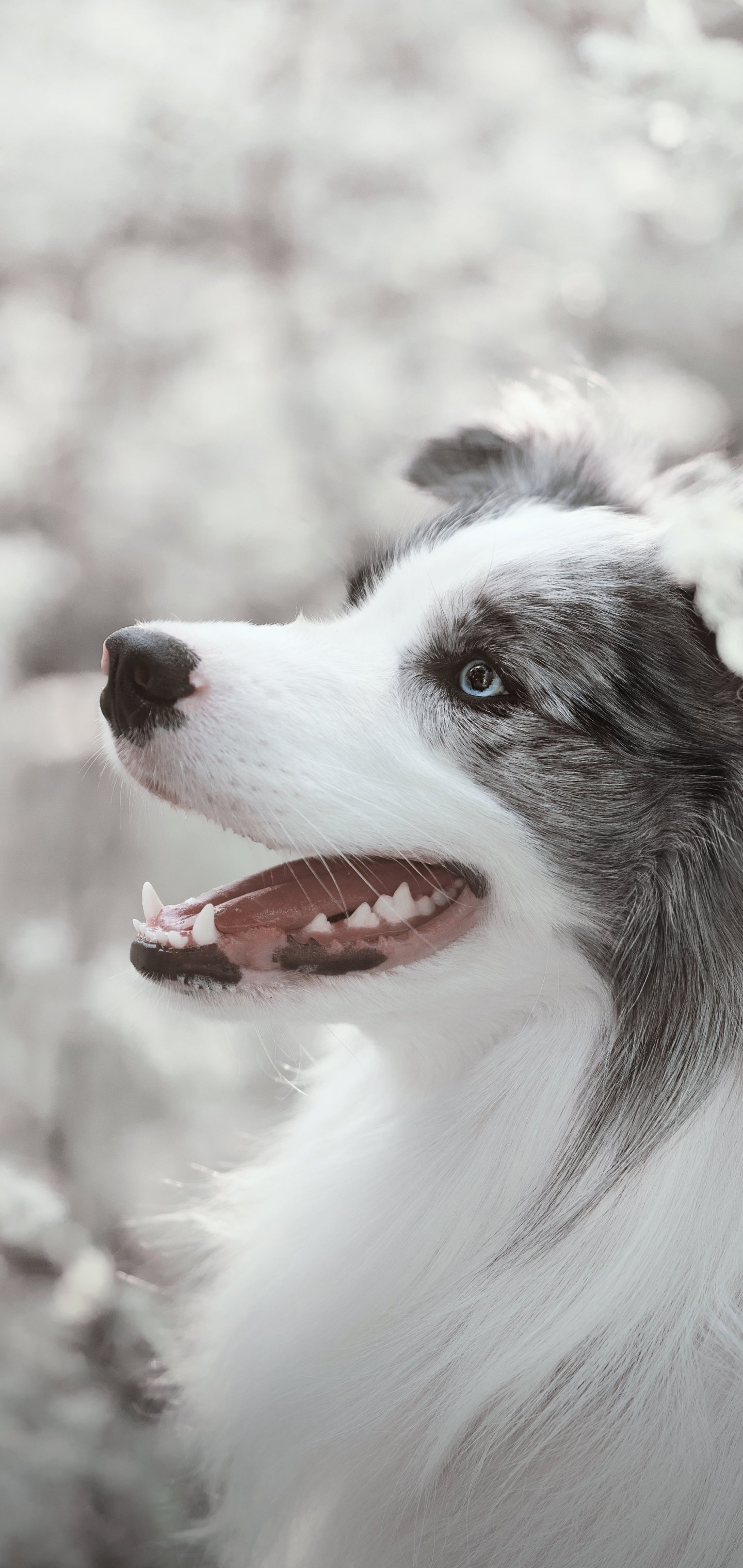 Download Animal Australian Shepherd Phone Wallpaper