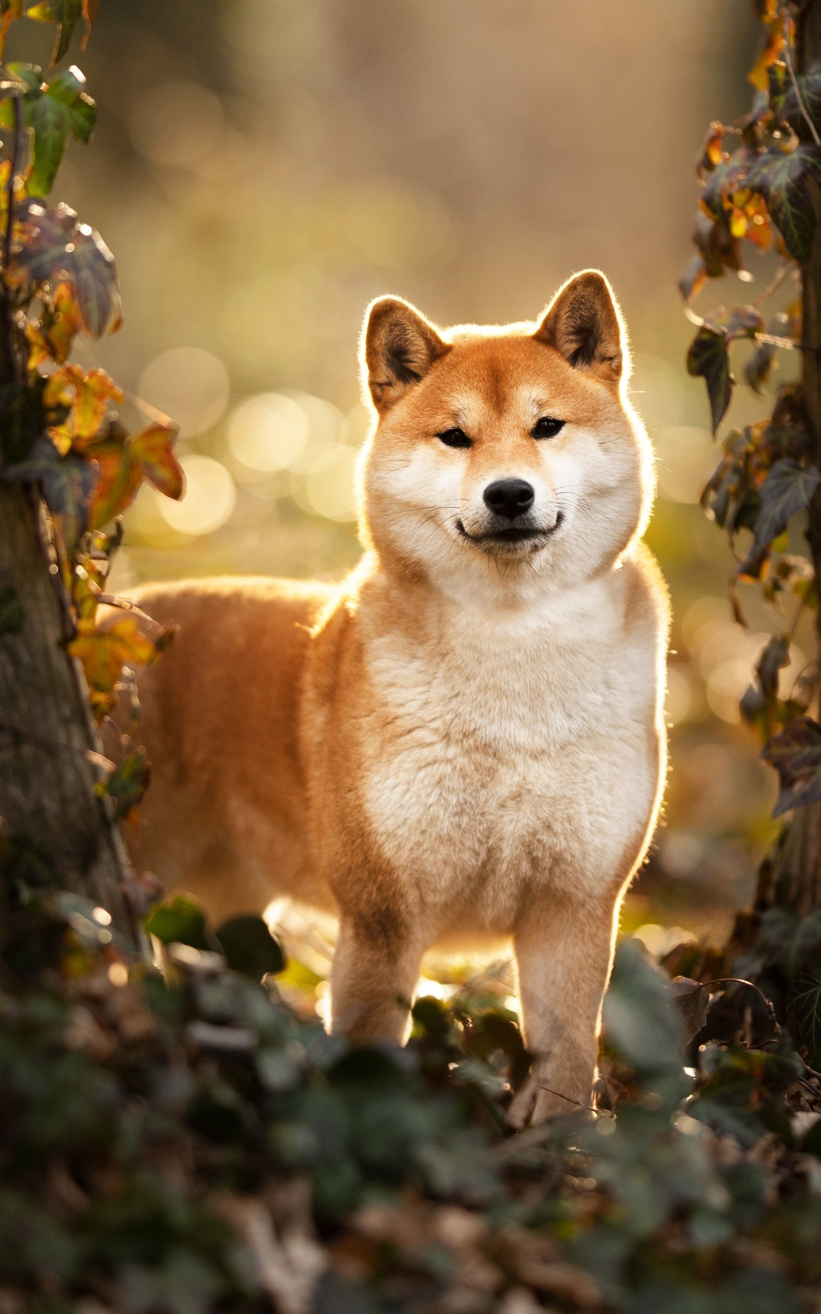 Shiba Inu dog standing proudly among sunlit autumn foliage with warm bokeh background — phone wallpaper.