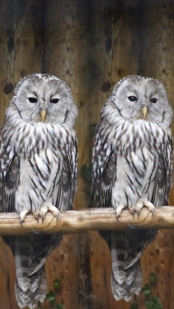 Animal owl Phone Wallpaper