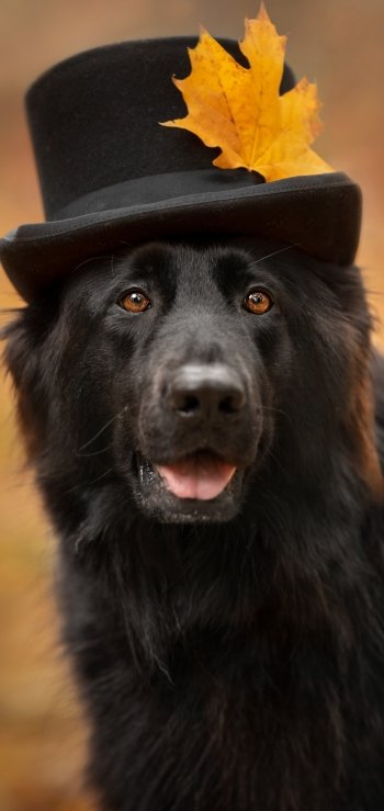 Animal german shepherd Phone Wallpaper