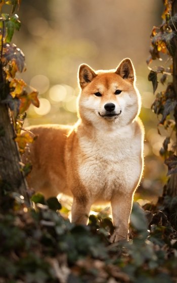 Shiba Inu dog standing proudly among sunlit autumn foliage with warm bokeh background — phone wallpaper.