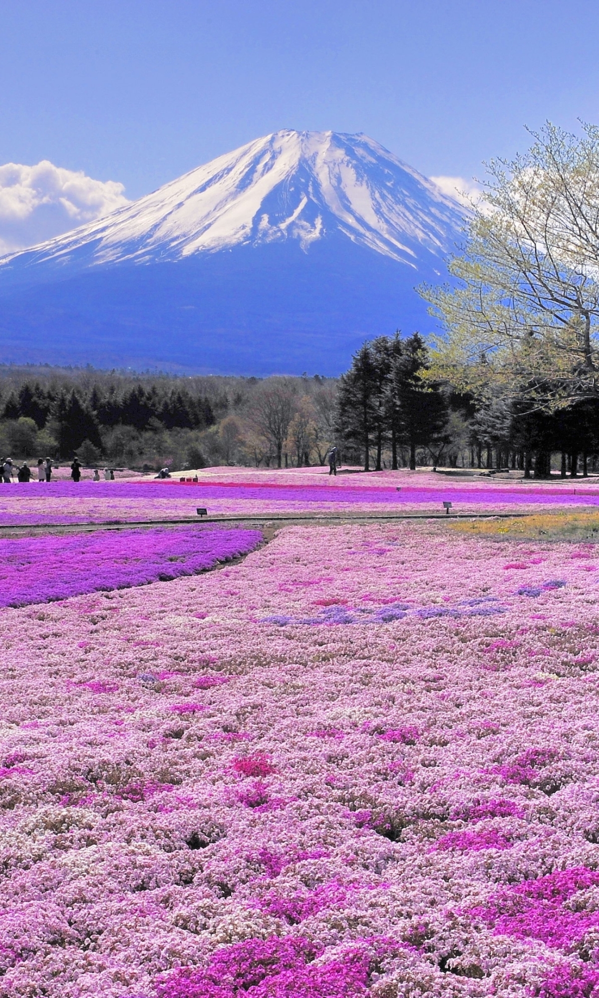 Wallpaper ID 565694  freshness day pink Color botany sakura 1080P  springtime season flowers cherry Tree blossoming april beauty In  Nature bunch of flowers flowering plant free download