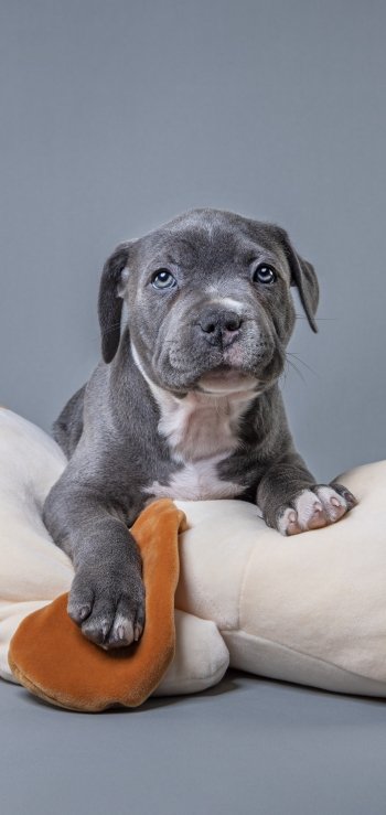 Animal puppy Phone Wallpaper