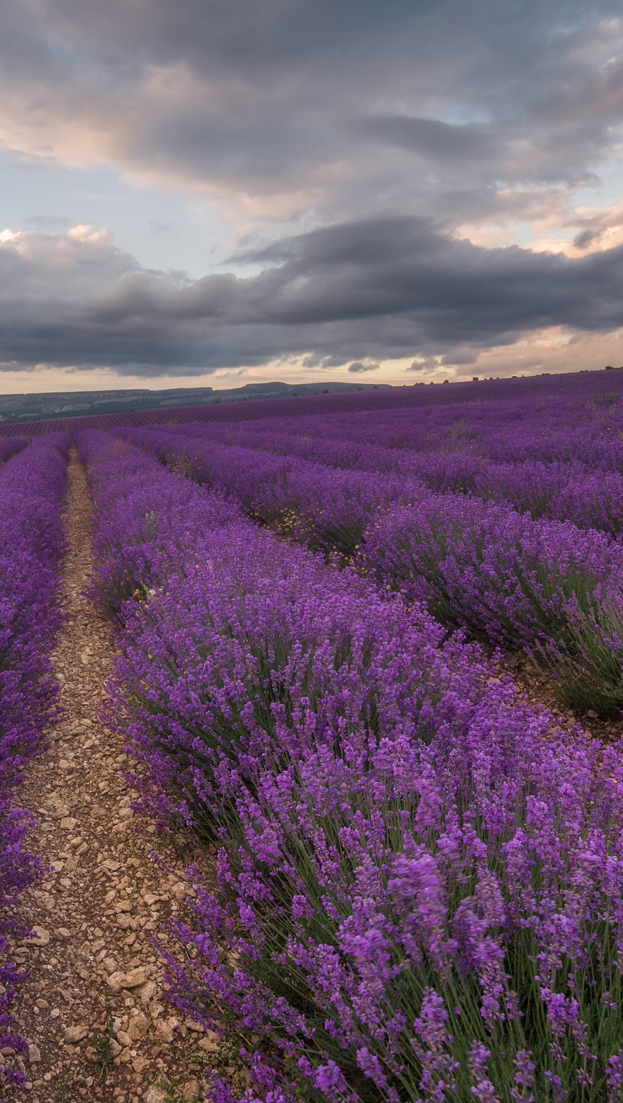 Lavender iPhone Wallpapers Free Download