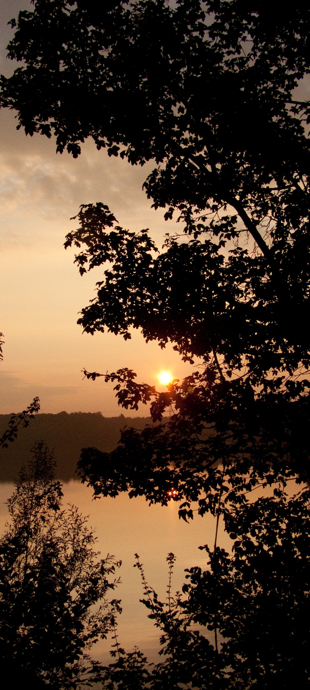Phone wallpaper showing a nature scene: golden sunrise over a mirror‑calm lake, the sun peeking through silhouetted tree branches.