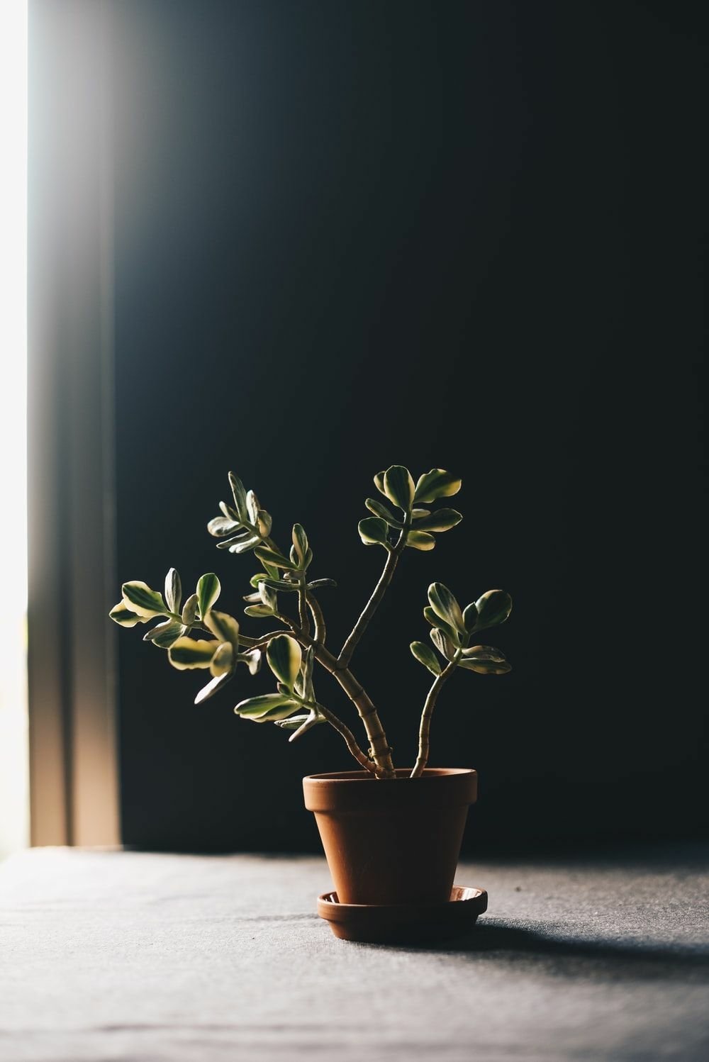 A serene houseplant in a terracotta pot sits in natural light, creating an elegant backdrop for your phone wallpaper. The rich contrast enhances the plant's vibrant green leaves.