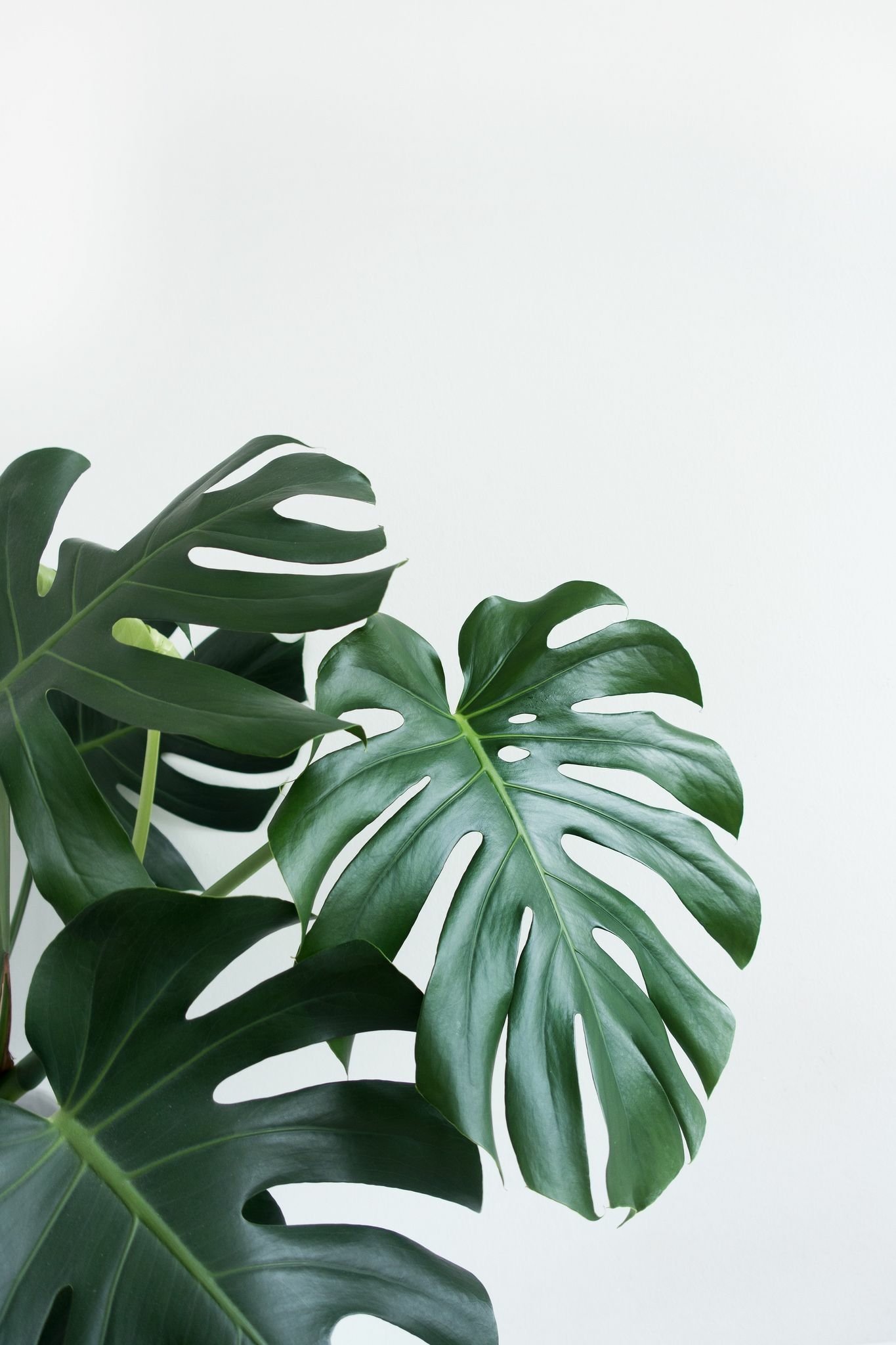 A lush monstera plant with large, striking leaves against a minimalist background, creating a refreshing and vibrant phone wallpaper.