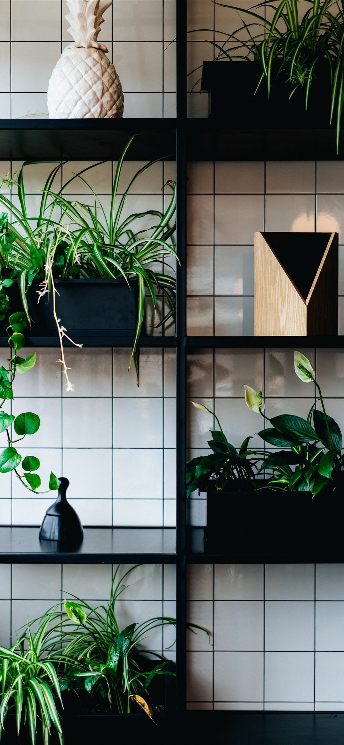 A stylish phone wallpaper featuring houseplants arranged on modern shelves, complemented by a decorative vase and a geometric object, adding a refreshing touch to any screen.