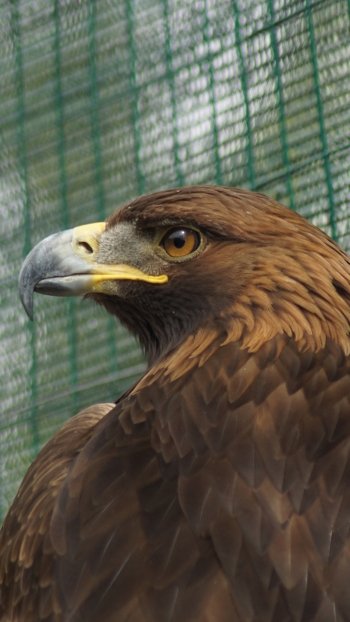 Animal golden eagle Phone Wallpaper