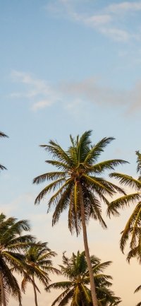 30+ Palm Tree Phone Wallpapers - Mobile Abyss