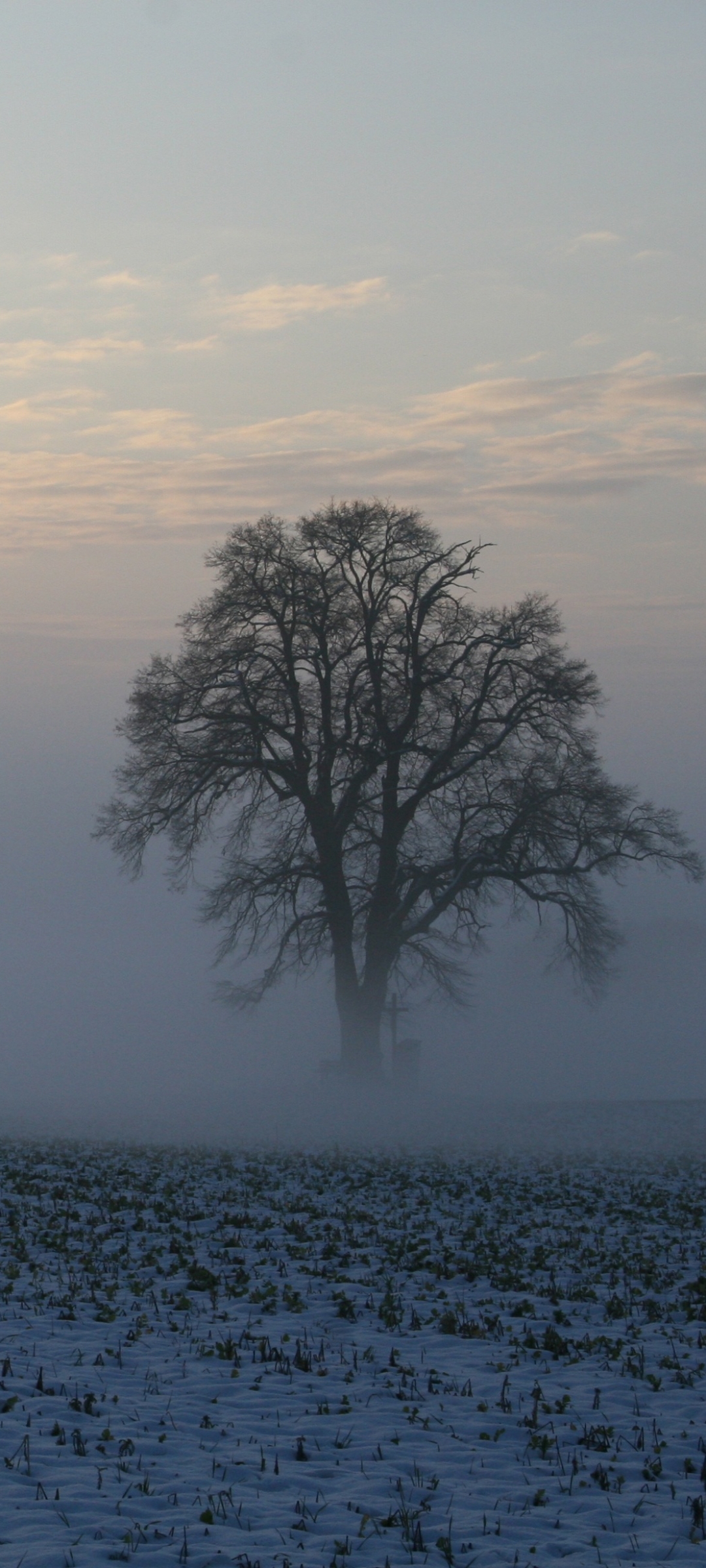 Lone tree in the morning fog