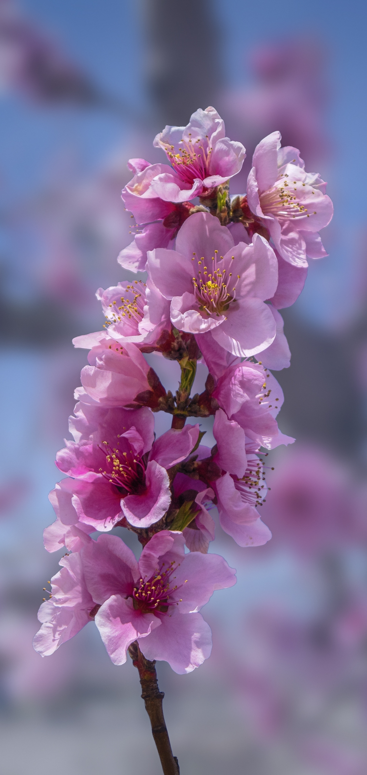 Pink Peach Blossoms by enrique lopez