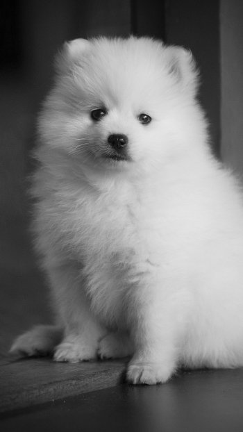 Animal puppy Phone Wallpaper