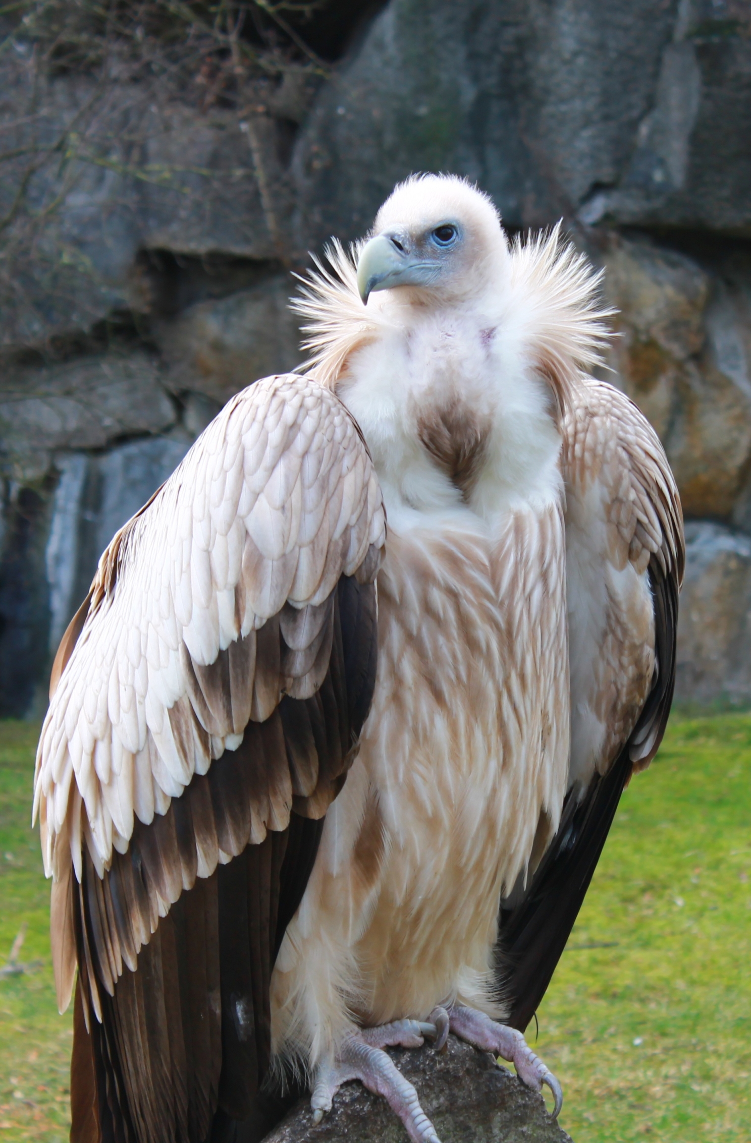 A vulture in the Berlin zoo by SusyNoda