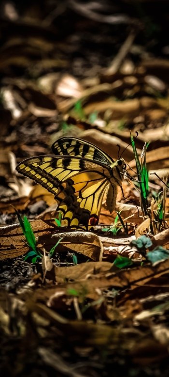 Animal butterfly Phone Wallpaper