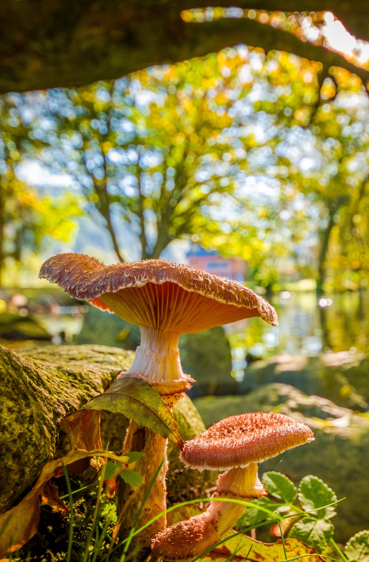 Mushrooms near a Lake by Hermann Schmider