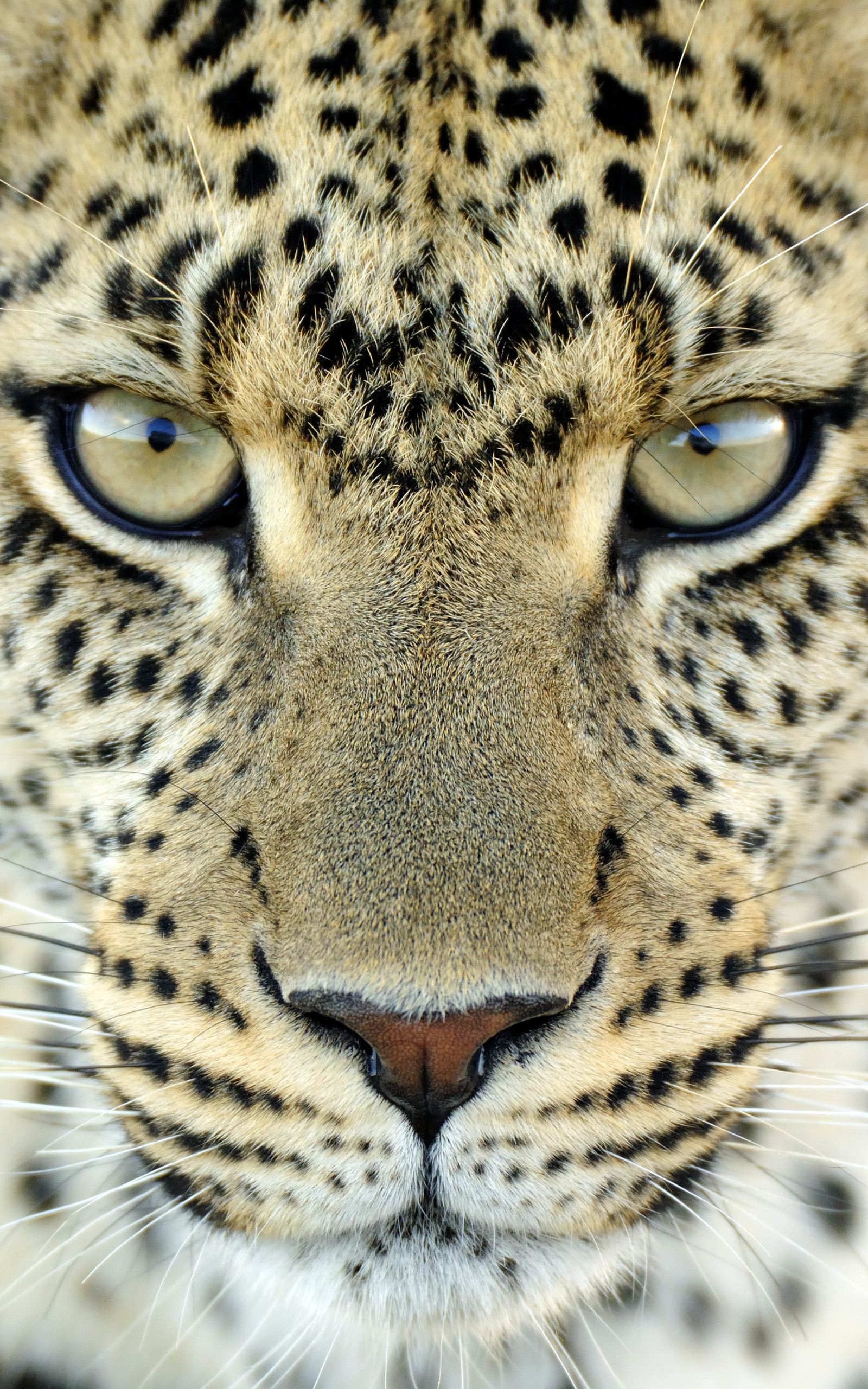 Leopard Phone Wallpaper - Mobile Abyss