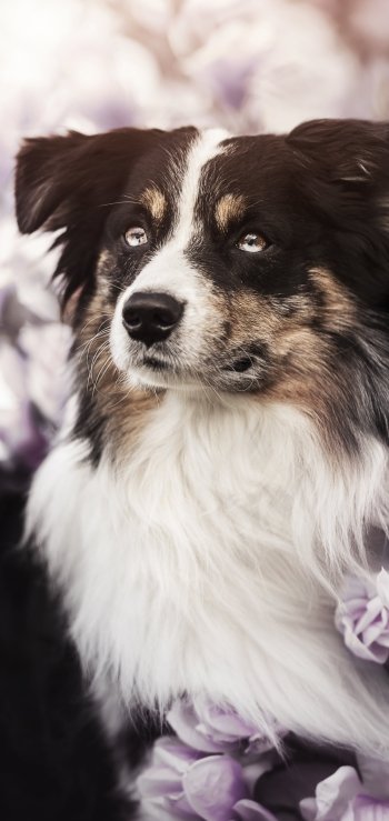 Animal border collie Phone Wallpaper