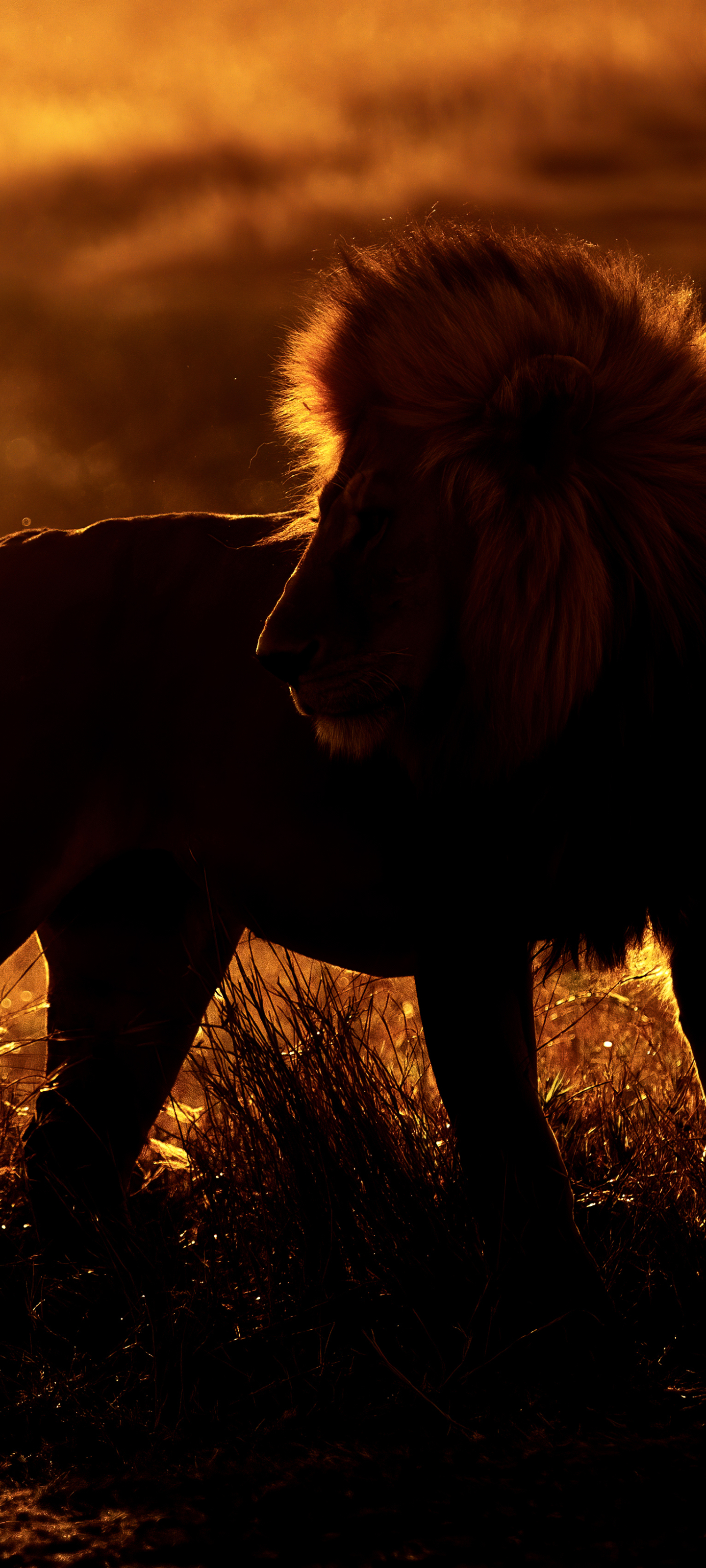 African Lion - Serengeti NP, Tanzania by Ankit Gita