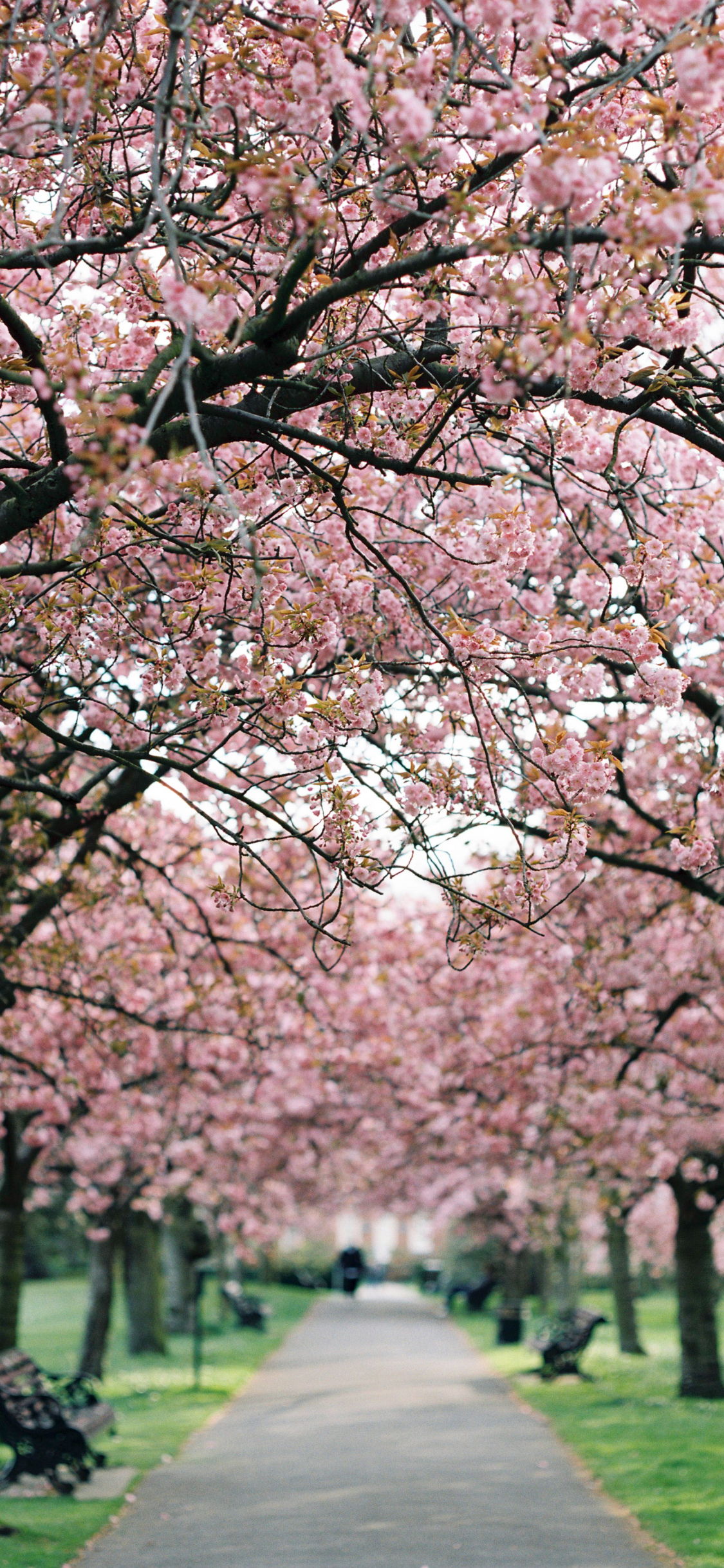 Cherry Blossoms in Spring by Kirstin Mckee