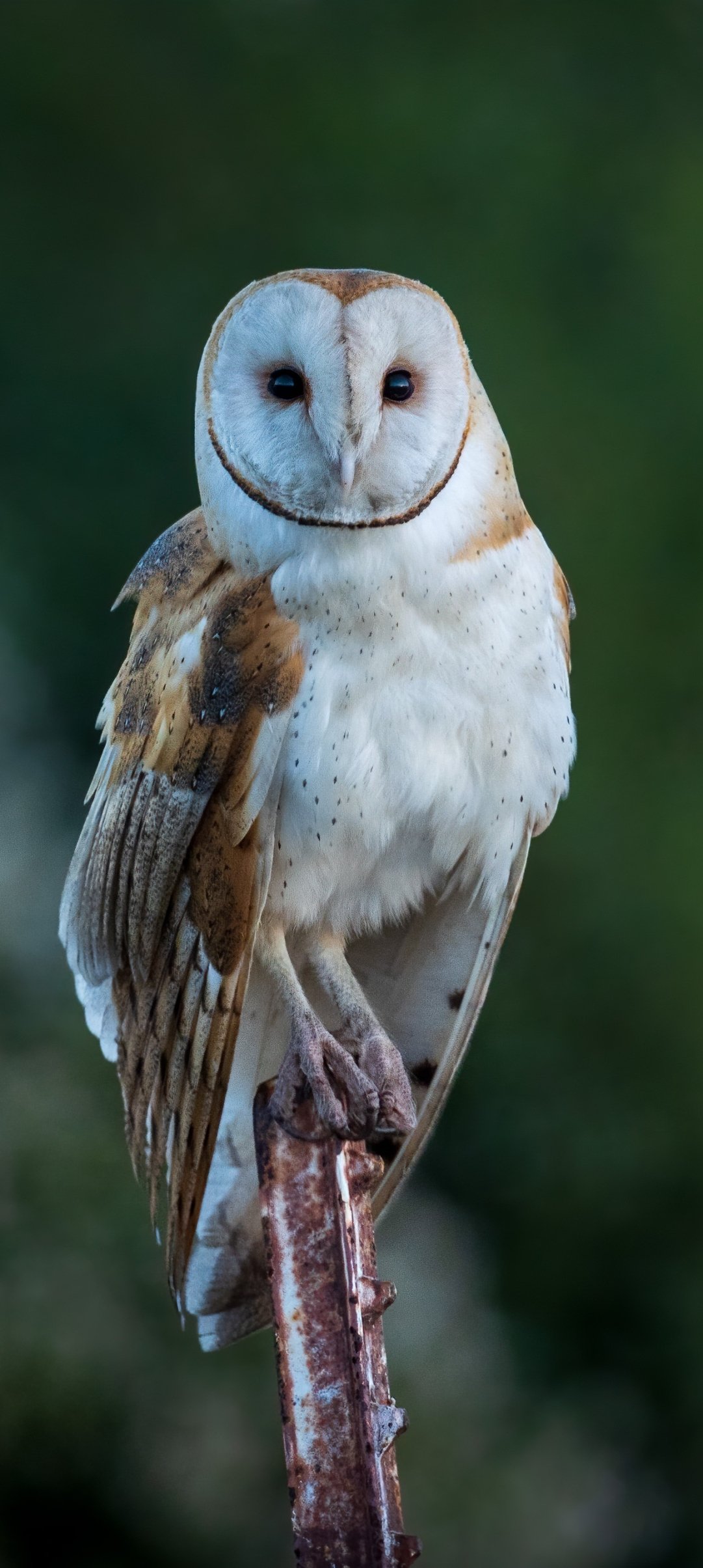 Download Animal Barn Owl Phone Wallpaper