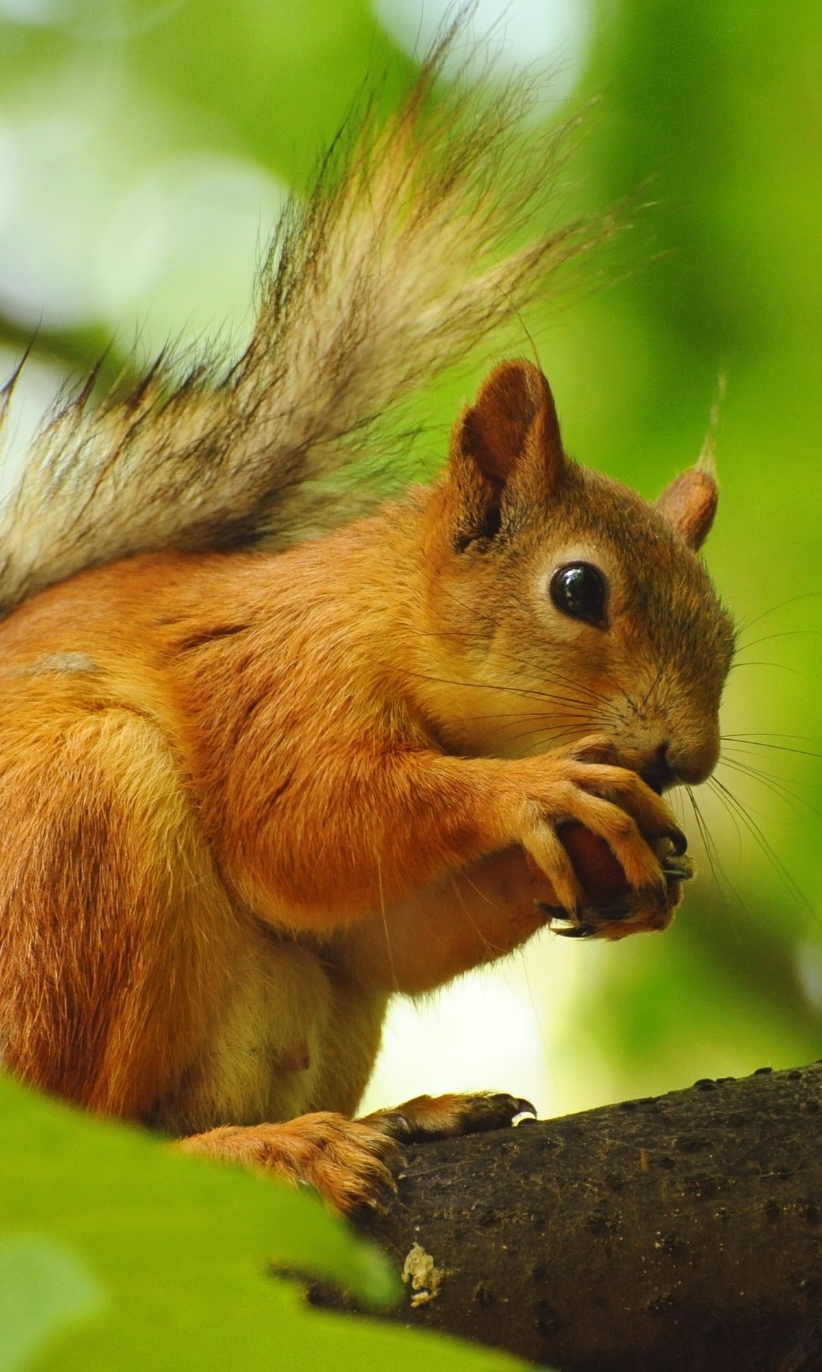 Phone wallpaper of an animal: a red squirrel perched on a branch, nibbling a nut against a soft, blurred green background.