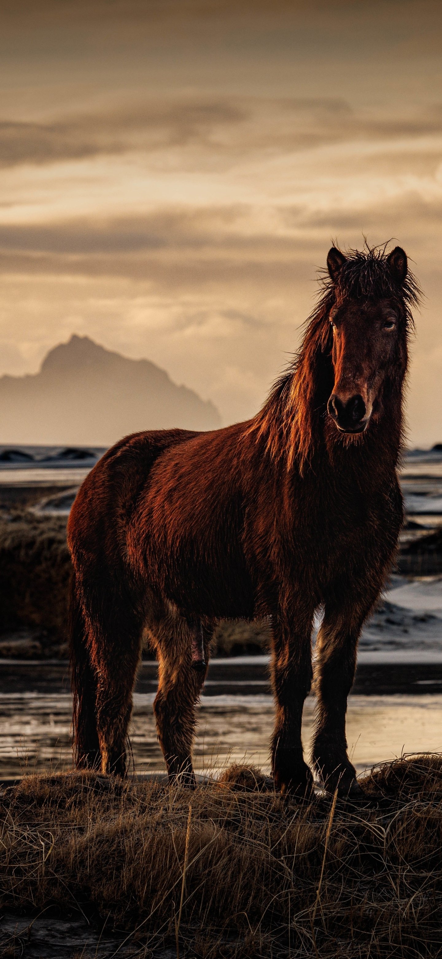 Phone wallpaper of a dark brown horse standing on a windswept shoreline at sunset, silhouetted against distant mountains and dramatic cloudy sky.