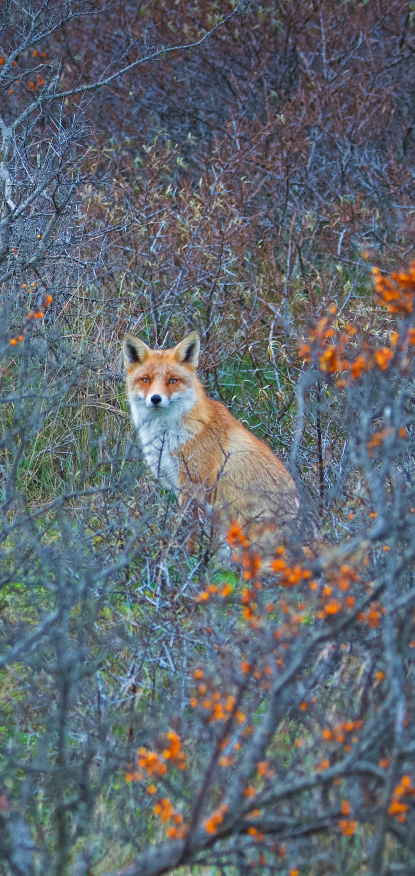 Phone wallpaper showing an animal — a red fox sitting in tangled shrubs dotted with orange berries, vertical.