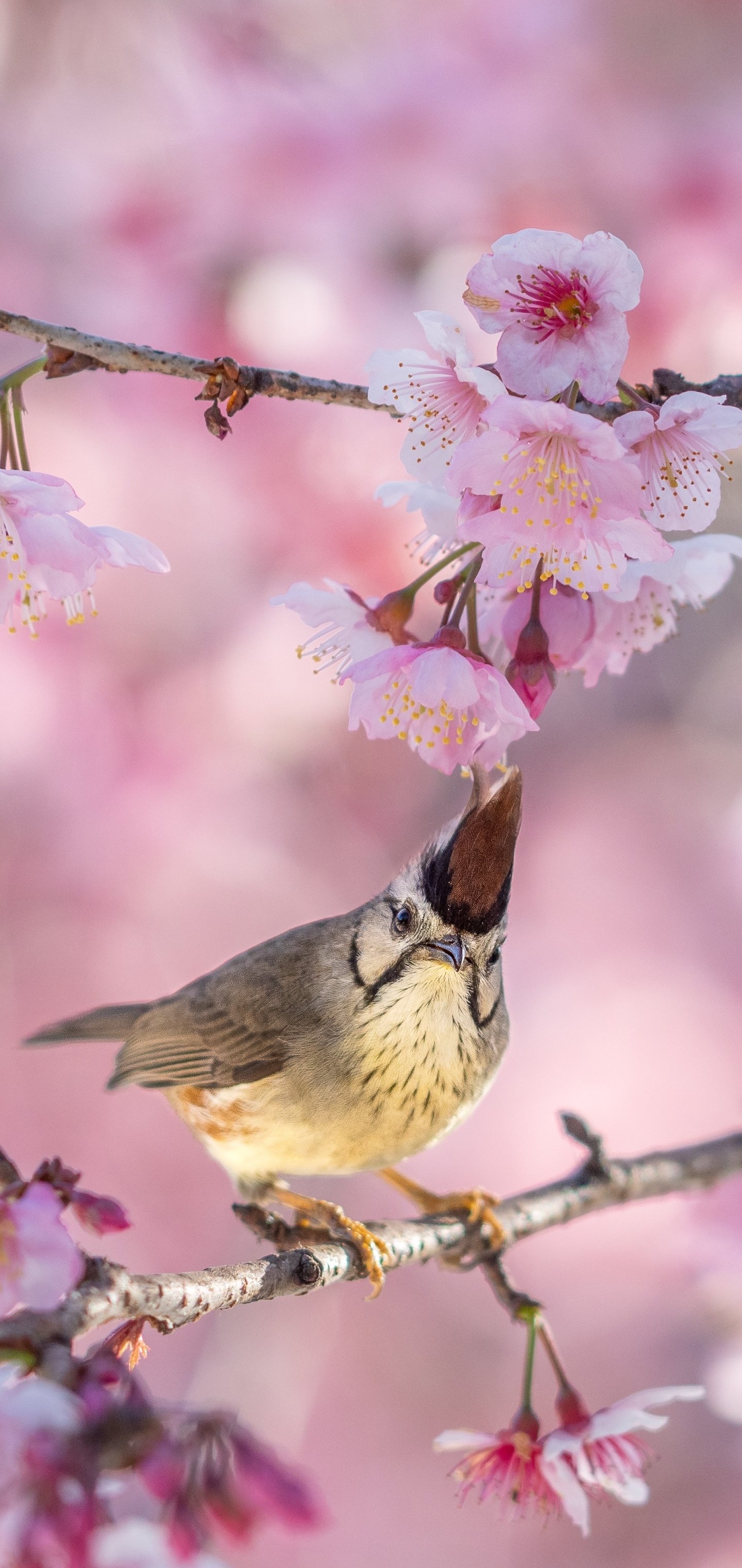 Download Animal Yuhina Phone Wallpaper