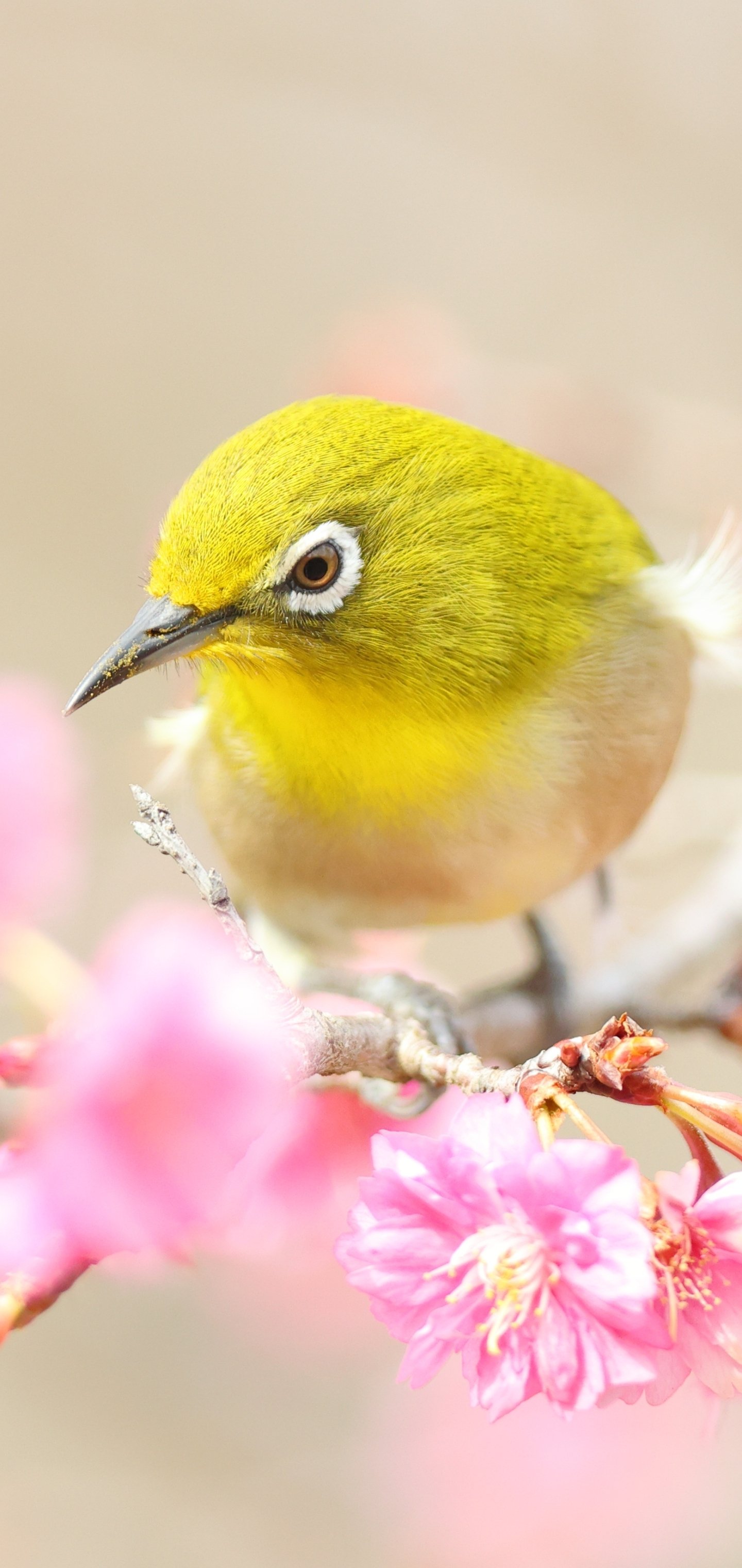 Japanese White-eye Phone Wallpapers