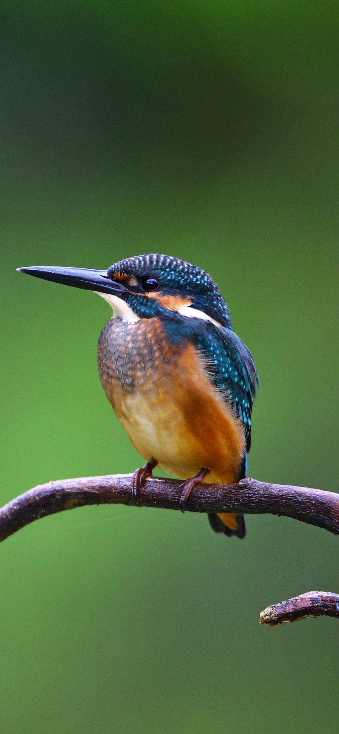 Download Animal Kingfisher Phone Wallpaper
