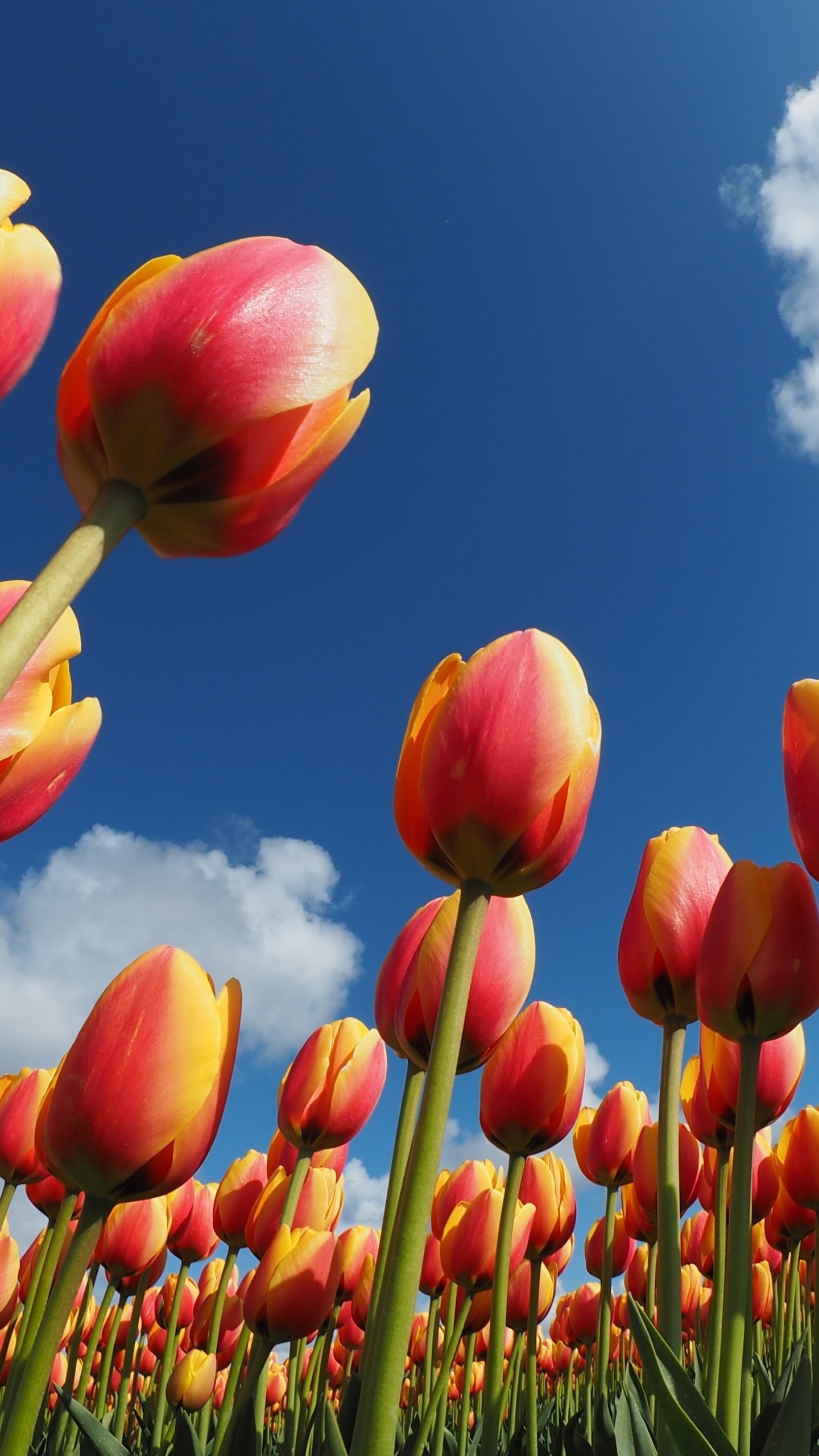 Phone wallpaper showing a tulip field from a low angle: red-orange tulips reaching toward a vivid blue sky with puffy clouds — a bold nature scene.