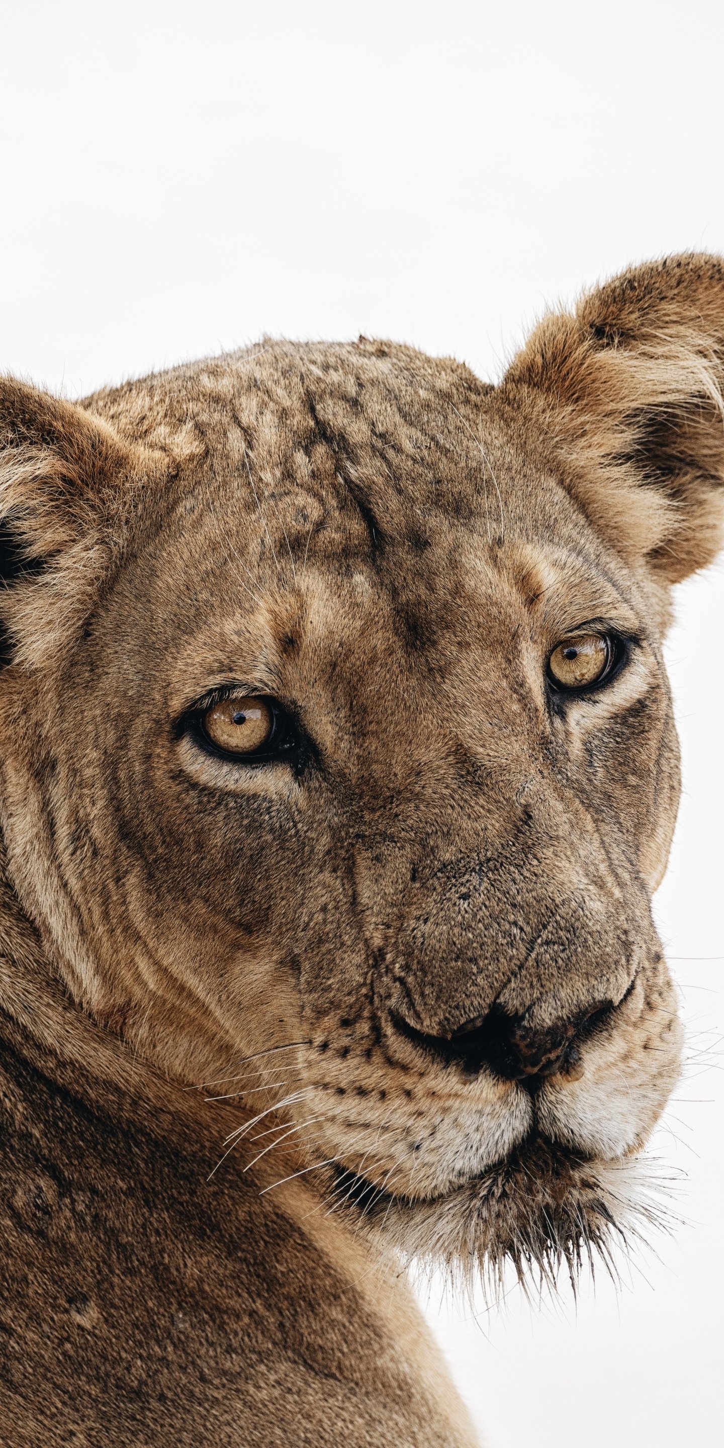 Download Animal Lion Phone Wallpaper