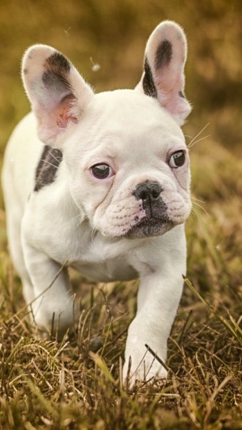 Animal french bulldog Phone Wallpaper