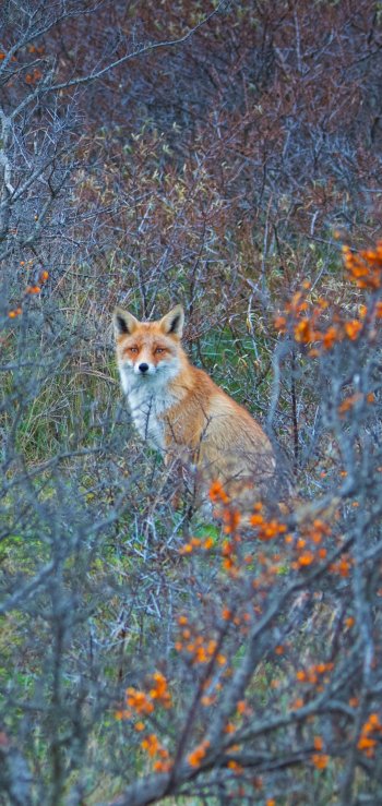  Red fox in Amsterdamse Waterleidingduinen Nature Reserve in the Netherlands by Edwin Giesbers