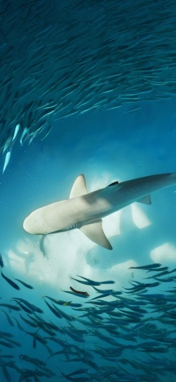 Animal shark Phone Wallpaper
