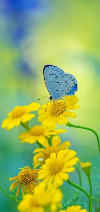 Animal butterfly Phone Wallpaper
