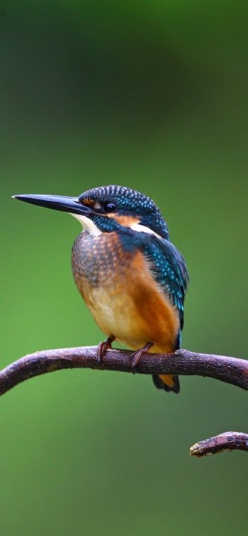  Common (Eurasian) (Small Blue) Kingfisher - alcedo atthis