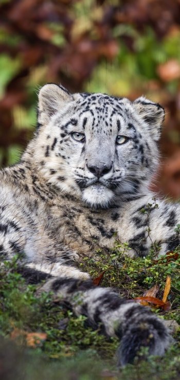 Animal snow leopard Phone Wallpaper